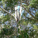 Port Macquarie