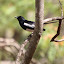 Oriental Magpie Robin