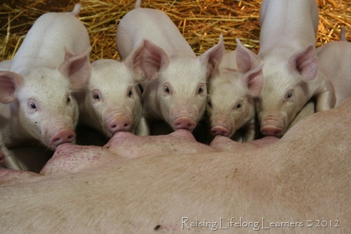Nursing Piglets