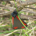 Cinnabar moth