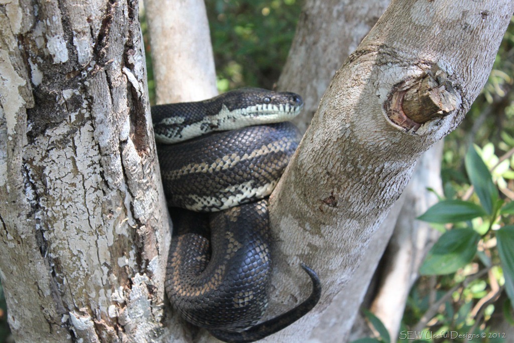 [Snake%2520small%255B9%255D.jpg]