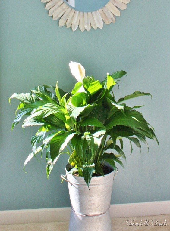 [Galvanized%2520Bucket%2520plant%2520%2528588x800%2529%255B12%255D.jpg]