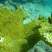 Snorkel Buck Island Reef 