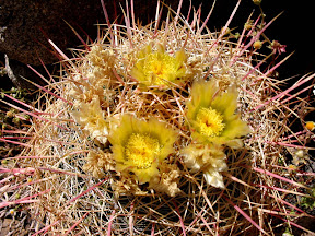 Barrel cactus blooms
