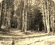 road-not-taken