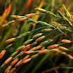 DSC_0132 copy.jpg