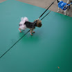 Pet_Costume_Contest
