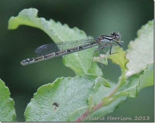 22-damselfly