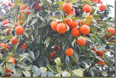 Menton Oranges