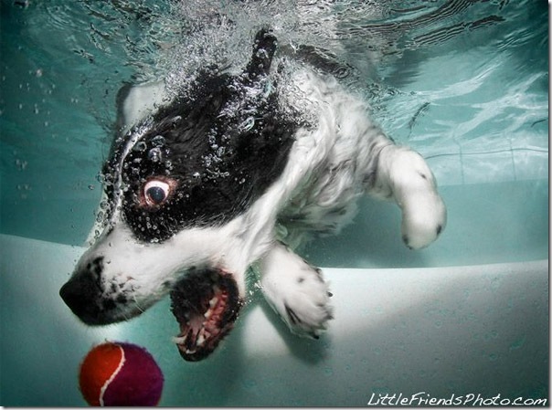 021412_dogs_underwater_9
