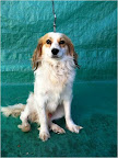 MUFFIN. Macho 2 años. Muy amoroso, juguetón, le encanta estar con la gente. En espera para cirugía por tener desviada su rodilla, aunque esto no le impide seguir jugando