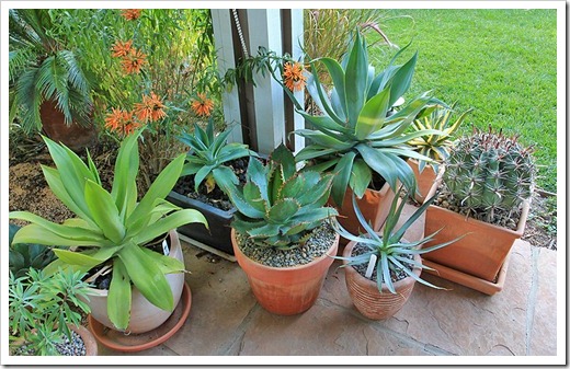120630_agaves_on_front_porch2