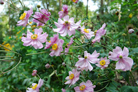 DSC_2397.JPG