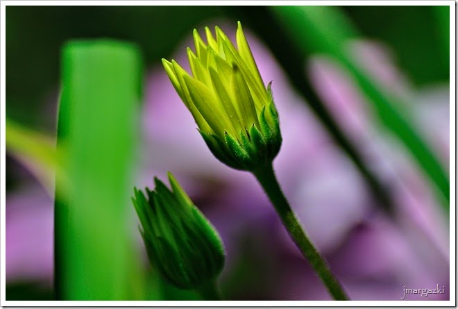 DSC_2287 DSC_2287