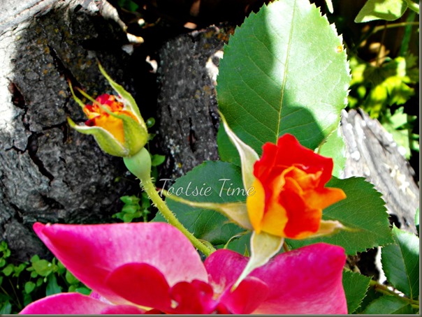 BeFunky_061.jpg BeFunky_061.jpg