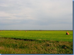 1968 Alberta Hwy 879 North - orange tents are shelters for the bees which pollinate the canola 1968 Alberta Hwy 879 North - orange tents are shelters for the bees which pollinate the canola