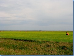 1968 Alberta Hwy 879 North - orange tents are shelters for the bees which pollinate the canola