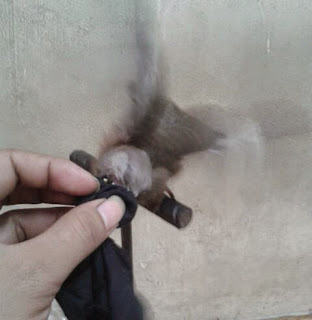 cara memberi makan tekukur