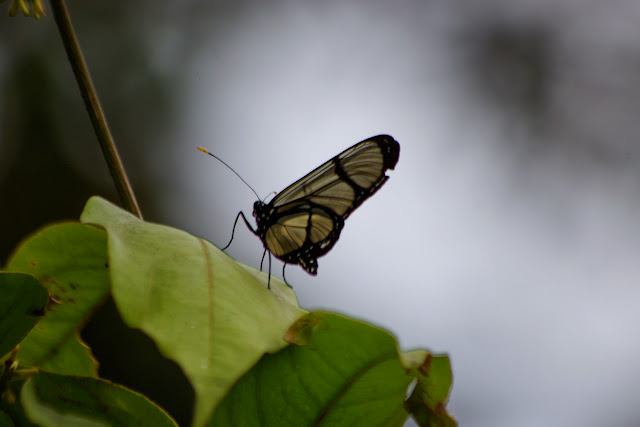 Methona confusa psamathe GODMAN & SALVIN, 1898. Los Cedros, 1400 m. Montagnes de Toisan, Cordillère de La Plata (Imbabura, Équateur), 19 novembre 2013. Photo : J.-M. Gayman