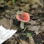 Russula
