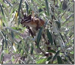 Colorado_chipmunk