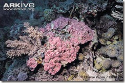 Porifera: ARKive image GES071344 - Montipora coral