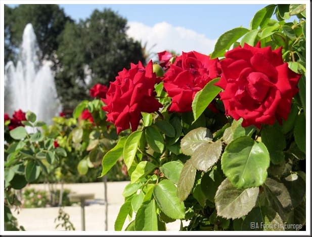 roses and fountain