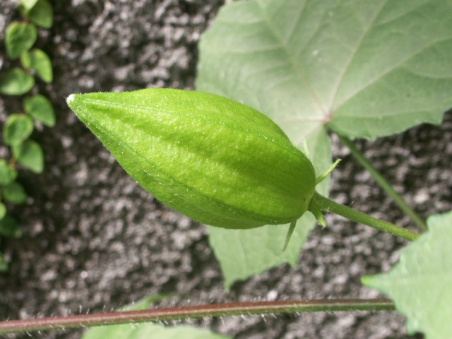 [HibiscusdeGuatemala62.jpg]