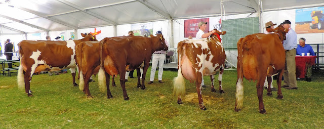 Cow, 5 year old in milk. WN & CA Doecke, Springvale Daisy 48..jpg