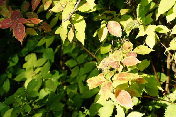 DSC01671