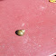 Fresh water snail