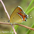 Lycaenidae%25252c%252520heliophorus%252520sena%25252c%252520sorrel%252520saphire