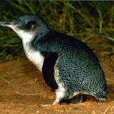 The Penguin Parade at Phillip Island - Cowes, Australia