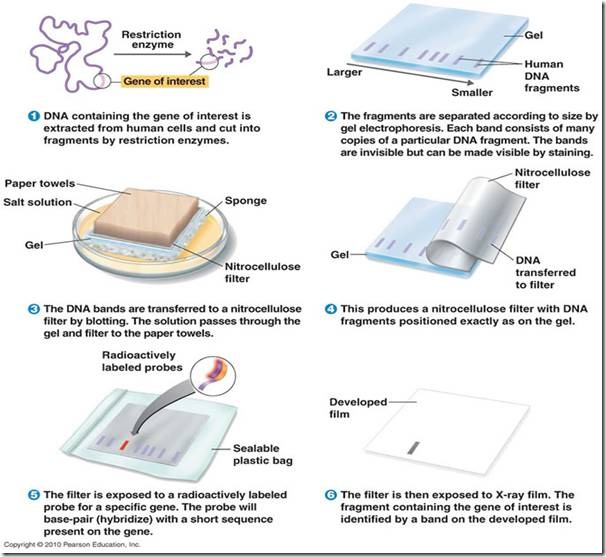 Southern blotting Procedure