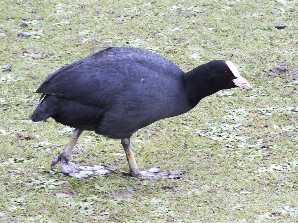 [coot%255B4%255D.jpg]