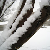 IMG_9937.JPG