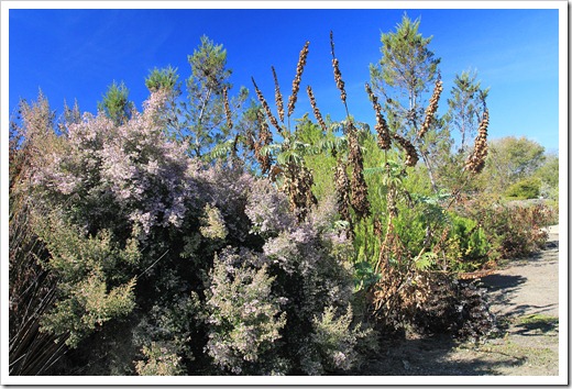 121027_UCSCArboretum_Erica-canaliculata_03