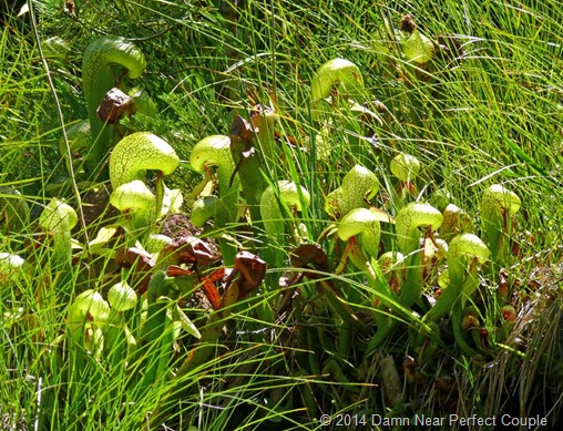 Cobra lilly5