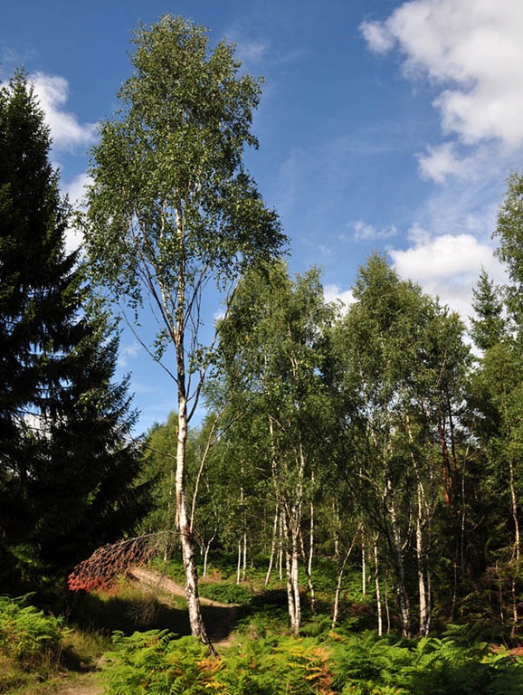 [Silver%2520birch%255B3%255D.jpg]