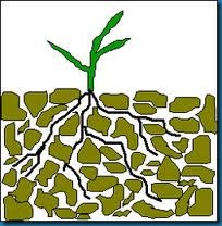 well aerated soil well aerated soil