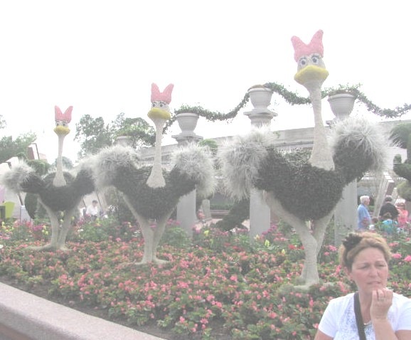 [Florida%2520vacation%2520Epcot%2520beginning%2520ostriches%2520and%2520Terry%255B3%255D.jpg]