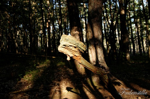 [Waldspaziergang%2520040%255B2%255D.jpg]