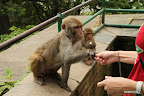 Monkey feeding at Swayambhunath