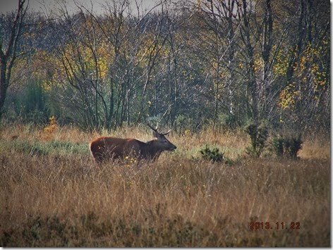 red deer Chasewater 2013 (2) red deer Chasewater 2013 (2)