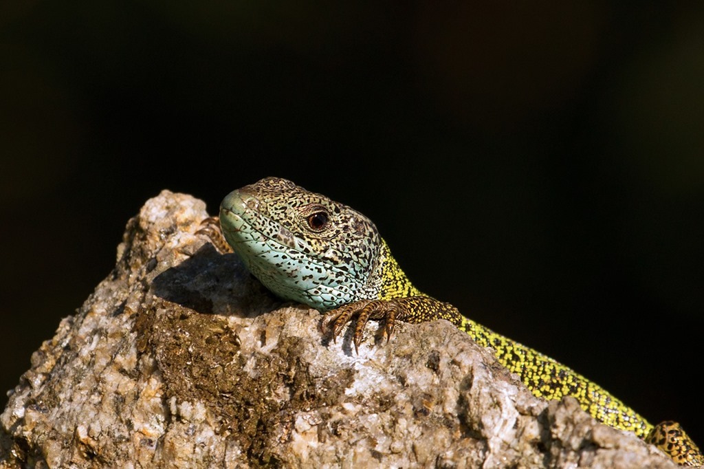 [Lagarto-dagua1%255B1%255D.jpg]