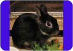 Rodney of New York City. Silver Marten dwarf bunny Rodney is house-trained, neutered and available for adoption through Zani's Furry Friends. Rodney of New York City. Silver Marten dwarf bunny Rodney is house-trained, neutered and available for adoption through Zani's Furry Friends.