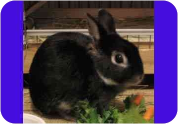 Rodney of New York City. Silver Marten dwarf bunny Rodney is house-trained, neutered and available for adoption through Zani's Furry Friends. Rodney of New York City. Silver Marten dwarf bunny Rodney is house-trained, neutered and available for adoption through Zani's Furry Friends.