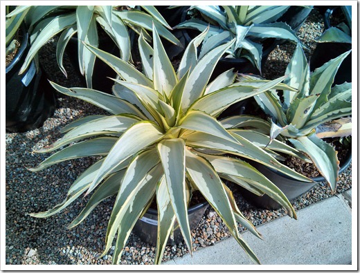 130315_GreenAcresFolsom_Agave-Joe-Hoak