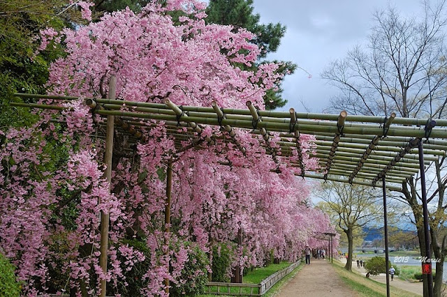 日本 京都 半木之道 櫻