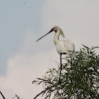 IMG_6683.JPG